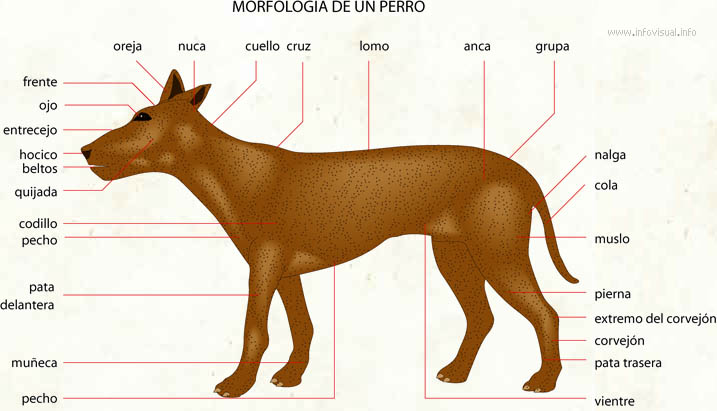 Perro (Diccionario visual)
